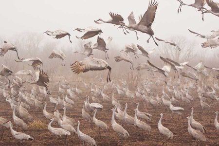 Observing the Sandhill Crane Migration Image